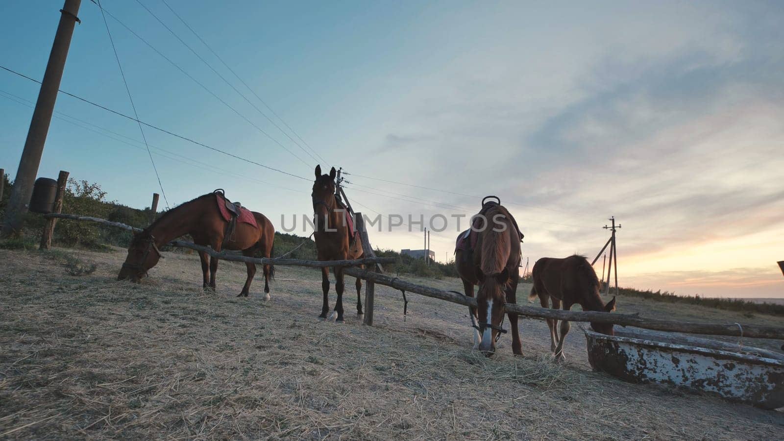 Group of horses grazing in a field near Belogorsk, Crimea, during a beautiful sunset