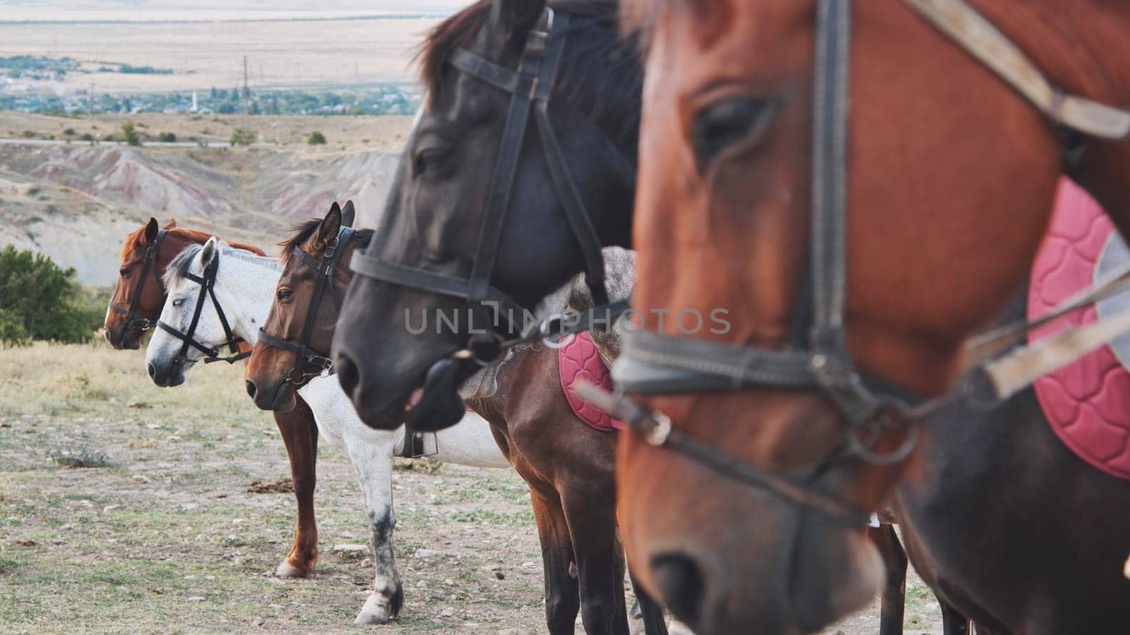 Group of horses wearing bridles standing together in the dry landscape of Crimea, near the town of Belogorsk