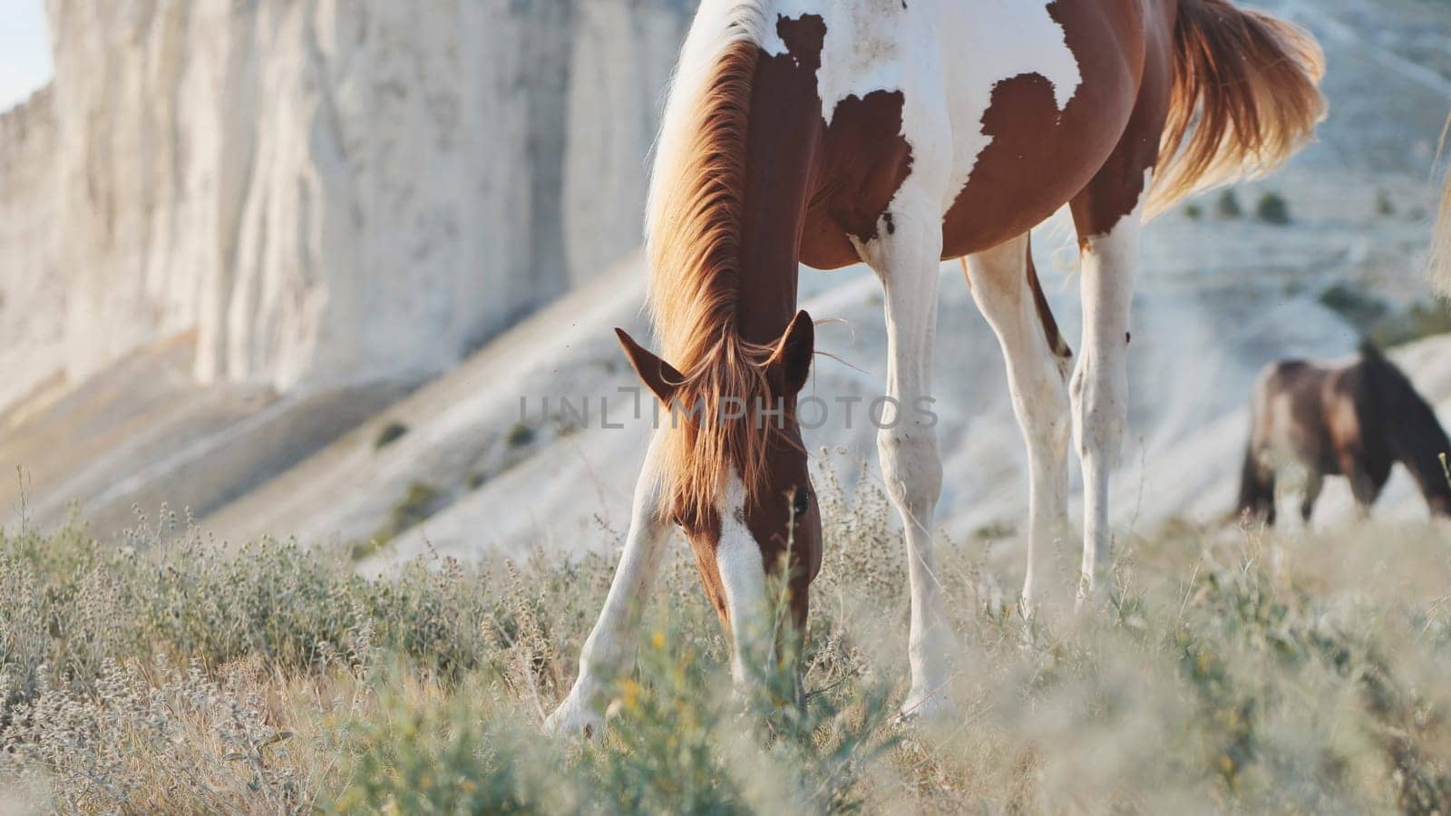 Wild pinto horse grazing in the mountains of Crimea, near the town of Belogorsk
