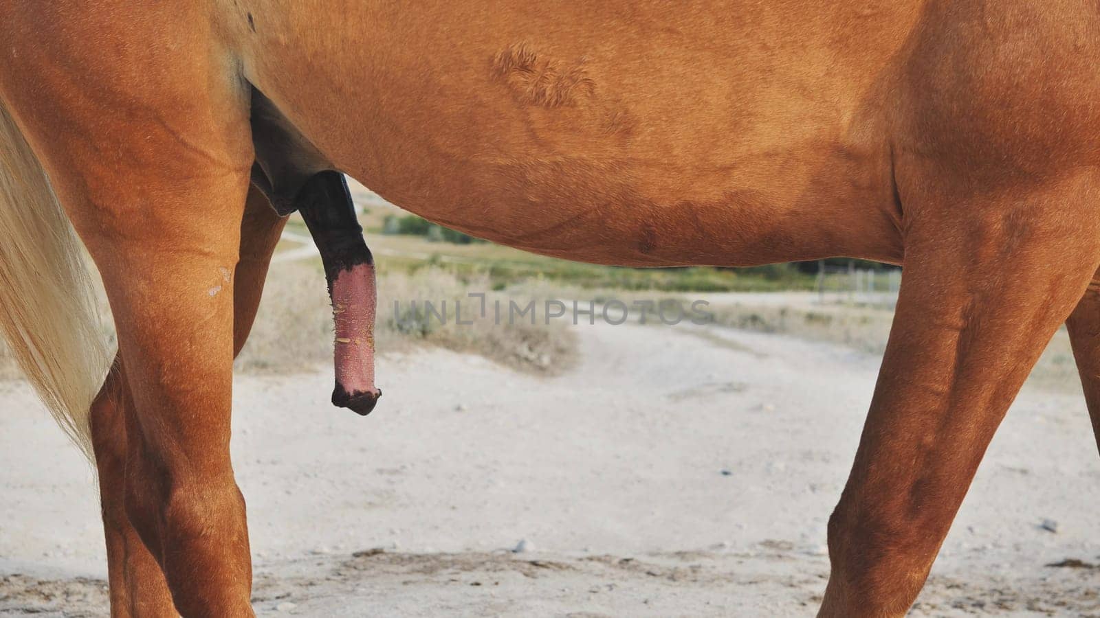 Close up of a chestnut stallion displaying reproductive anatomy in a rural paddock, highlighting the power and virility of this majestic equine in natural sunlight