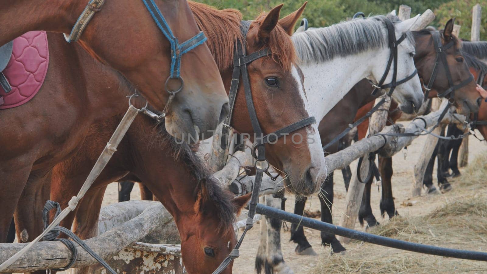 Horses grazing from wooden trough, foal nestled alongside, warm barn interior with soft light filtering through wooden slats