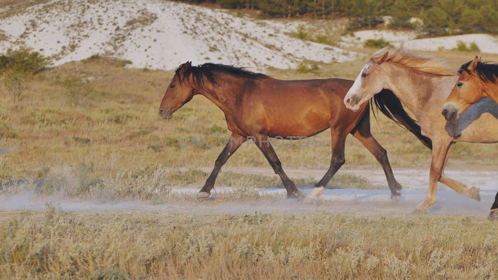 Group of horses running and raising dust near Belogorsk, Crimea