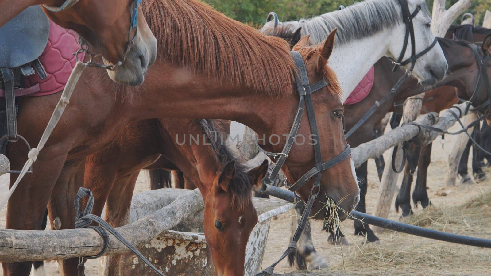 Horses and foals eating hay near a wooden fence in a riding stable near Belogorsk, Crimea