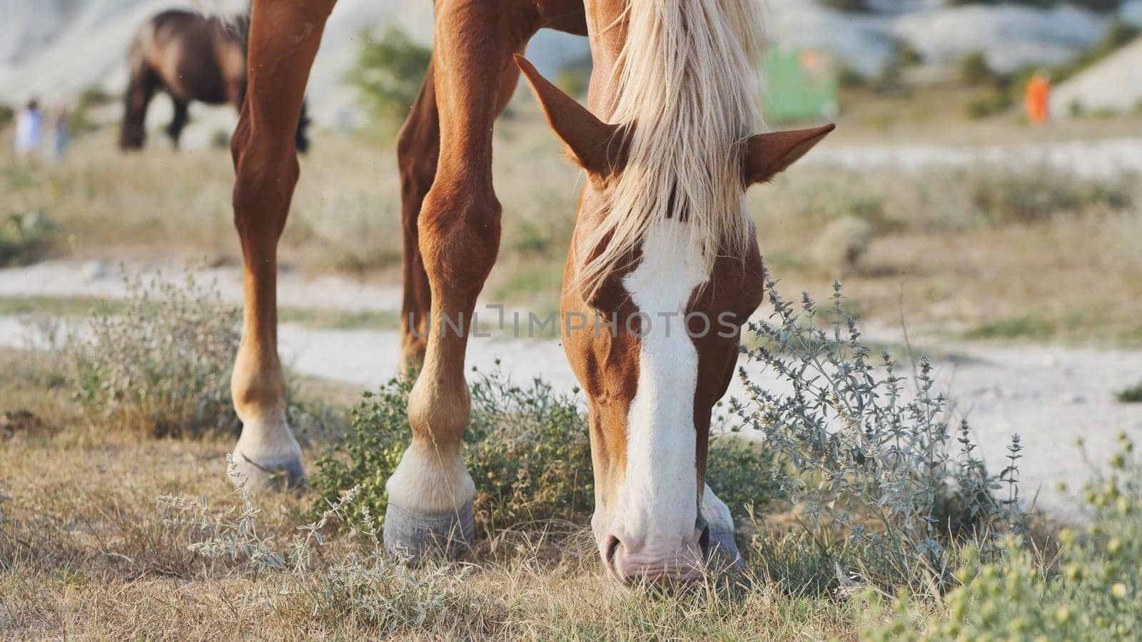 Brown and white horse grazing in the dry fields of Crimea, near the town of Belogorsk