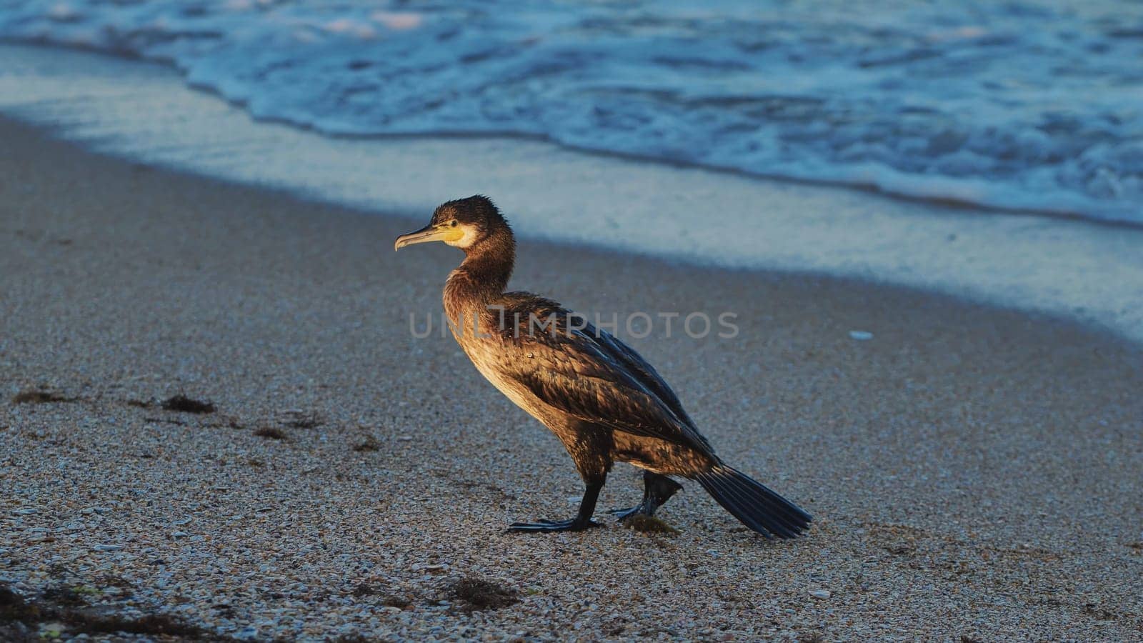 Cormorant is standing on the beach in Crimea, Russia