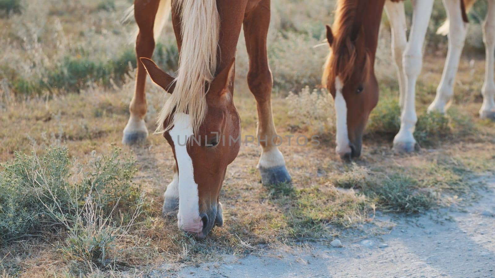 Grazing horses with brown and white coats standing together on sunlit green grassland during tranquil summer afternoon