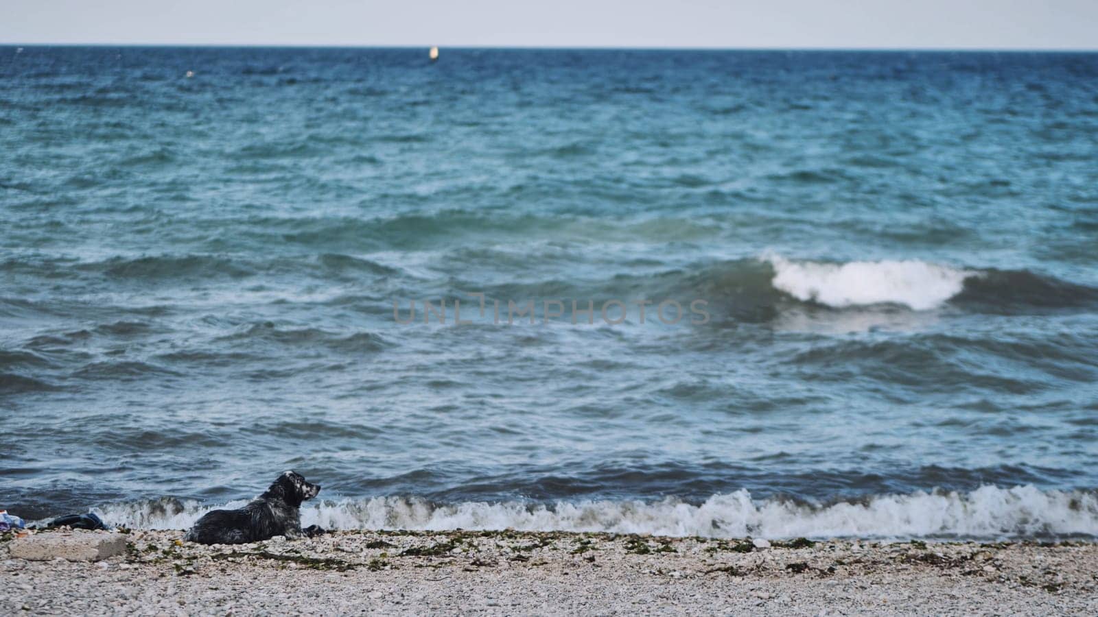 Black dog resting on the pebble beach of Crimea looking at the sea waves