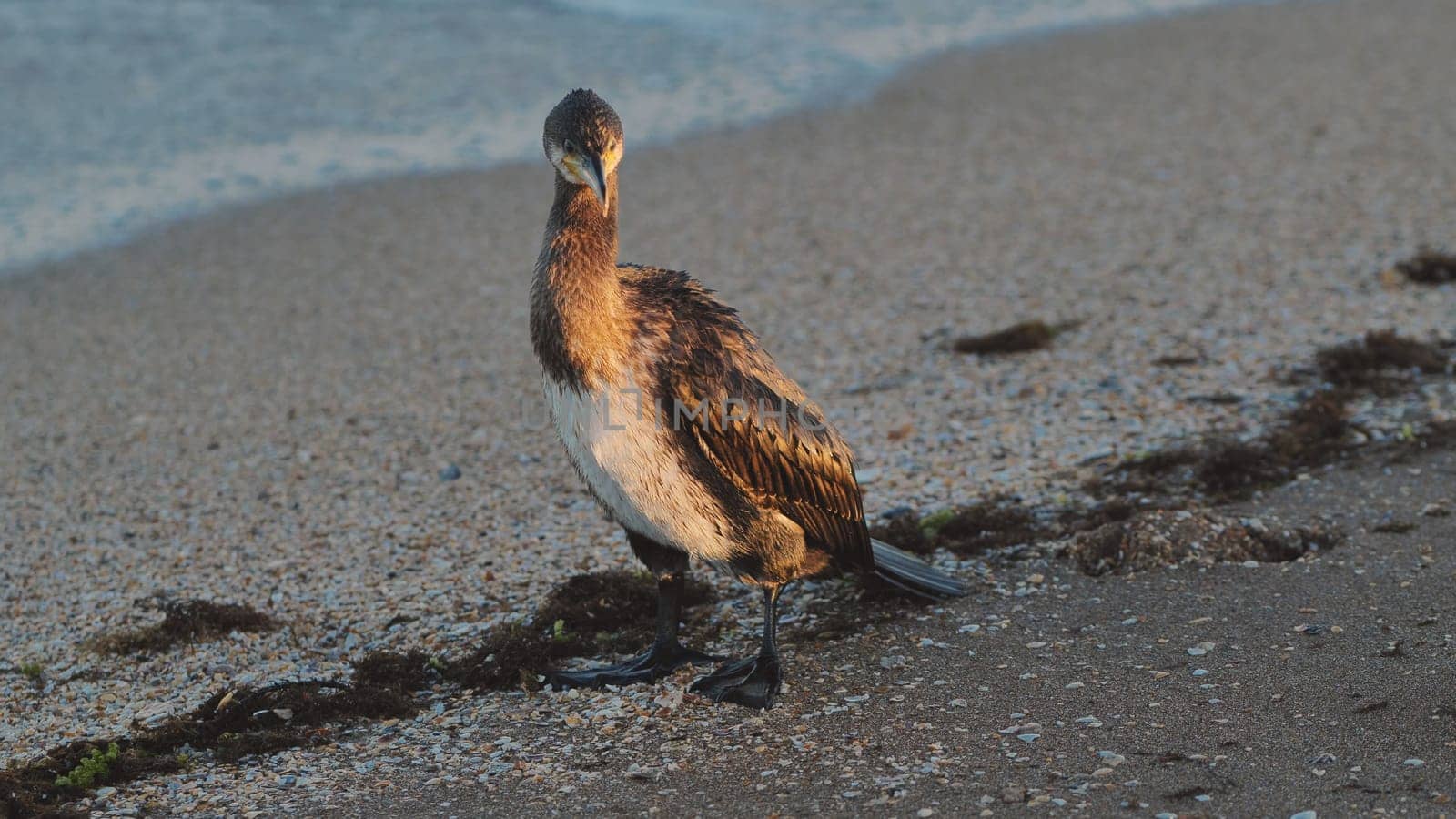 Great cormorant drying its wings on a beach of crimea, black sea, in the golden light of sunrise