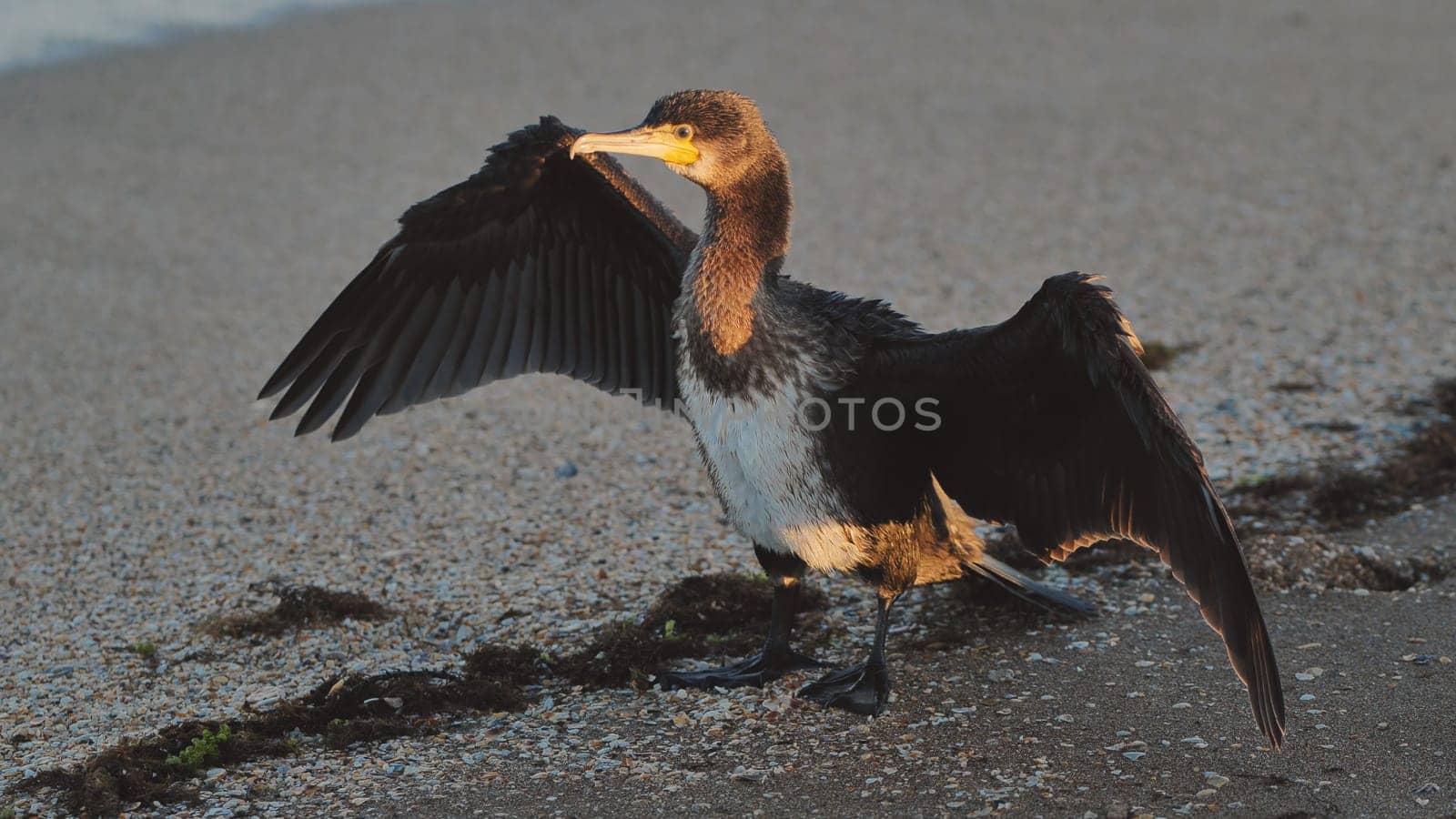 Great cormorant cleaning and rearranging its plumage on a sandy beach in Crimea, illuminated by the warm light of the setting sun