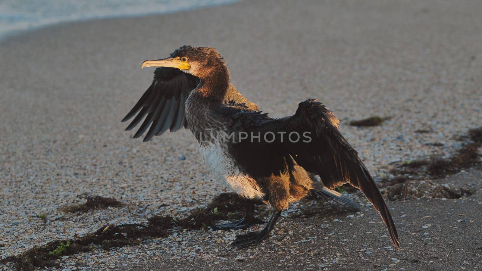 Great cormorant drying its wings on a Crimean beach at sunset