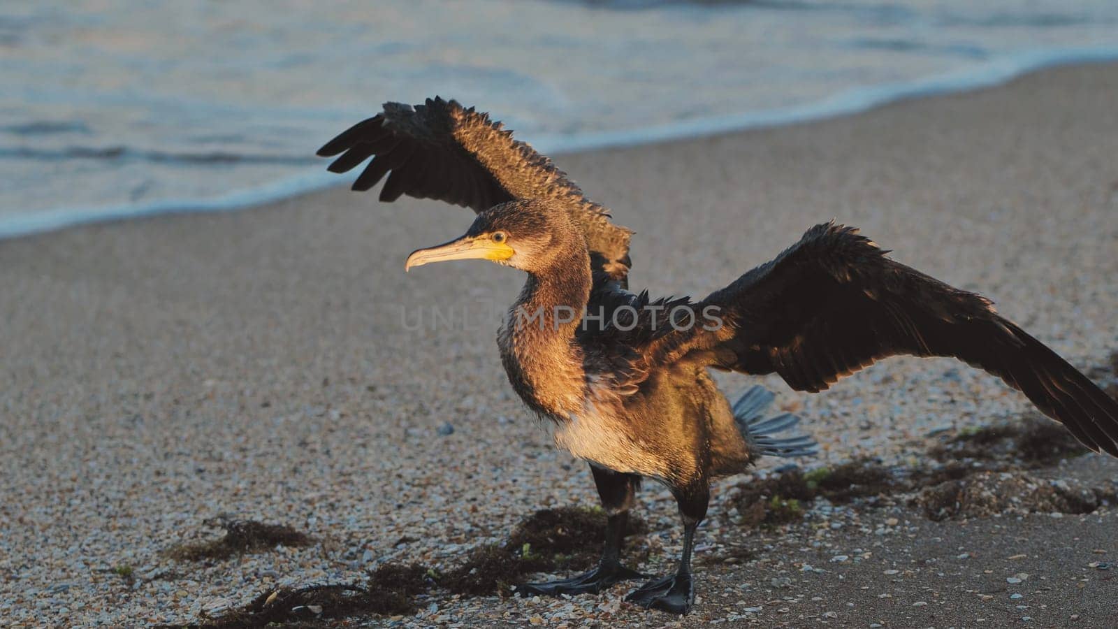 Great cormorant drying its wings on a Crimean beach in golden hour light