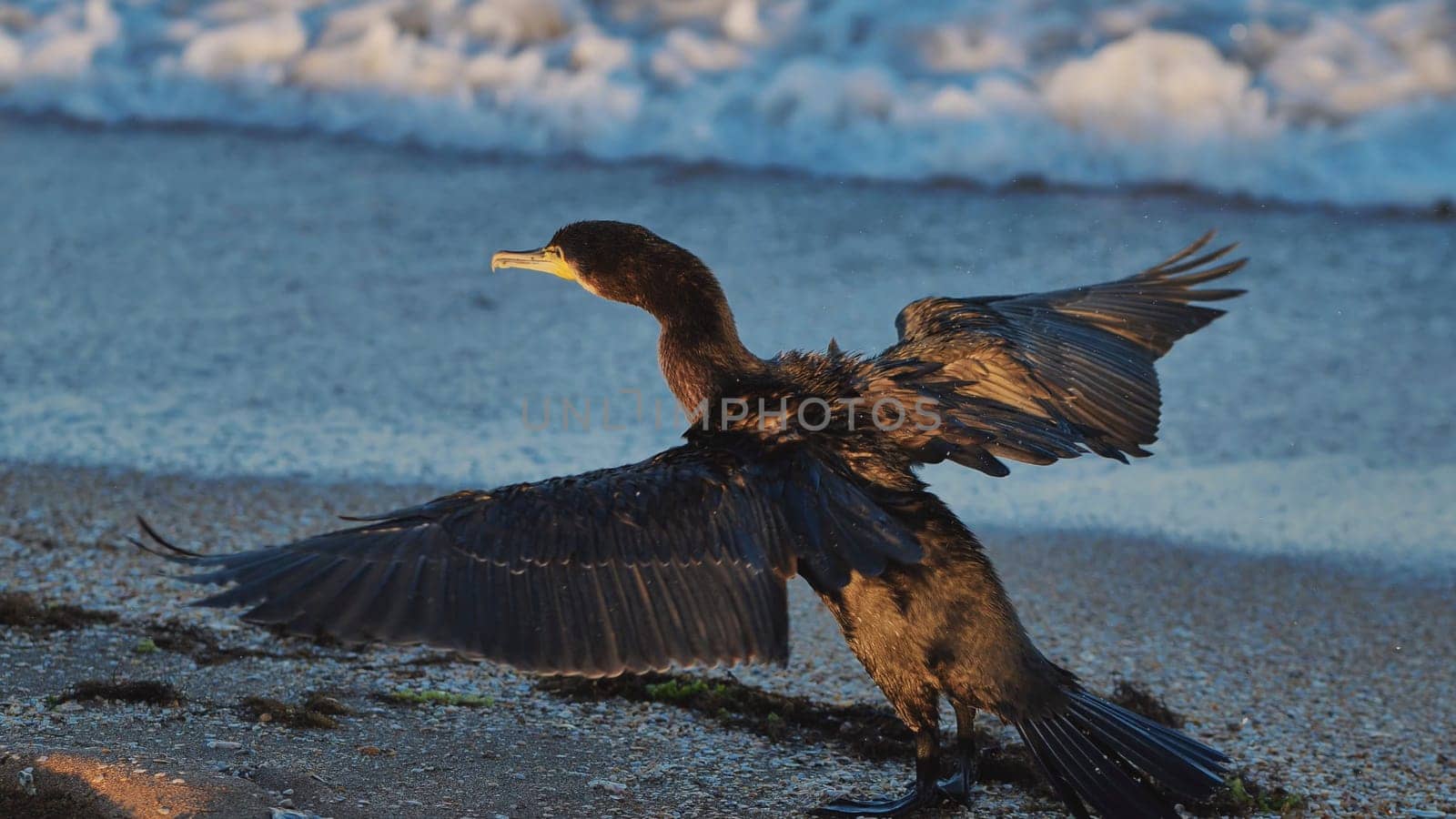 Great cormorant drying its wings on Crimean beach at golden hour