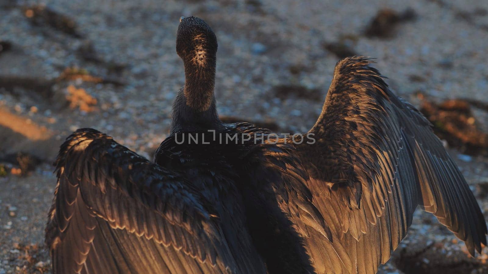 Great cormorant drying its wings on a pebble beach of Crimea, Russia