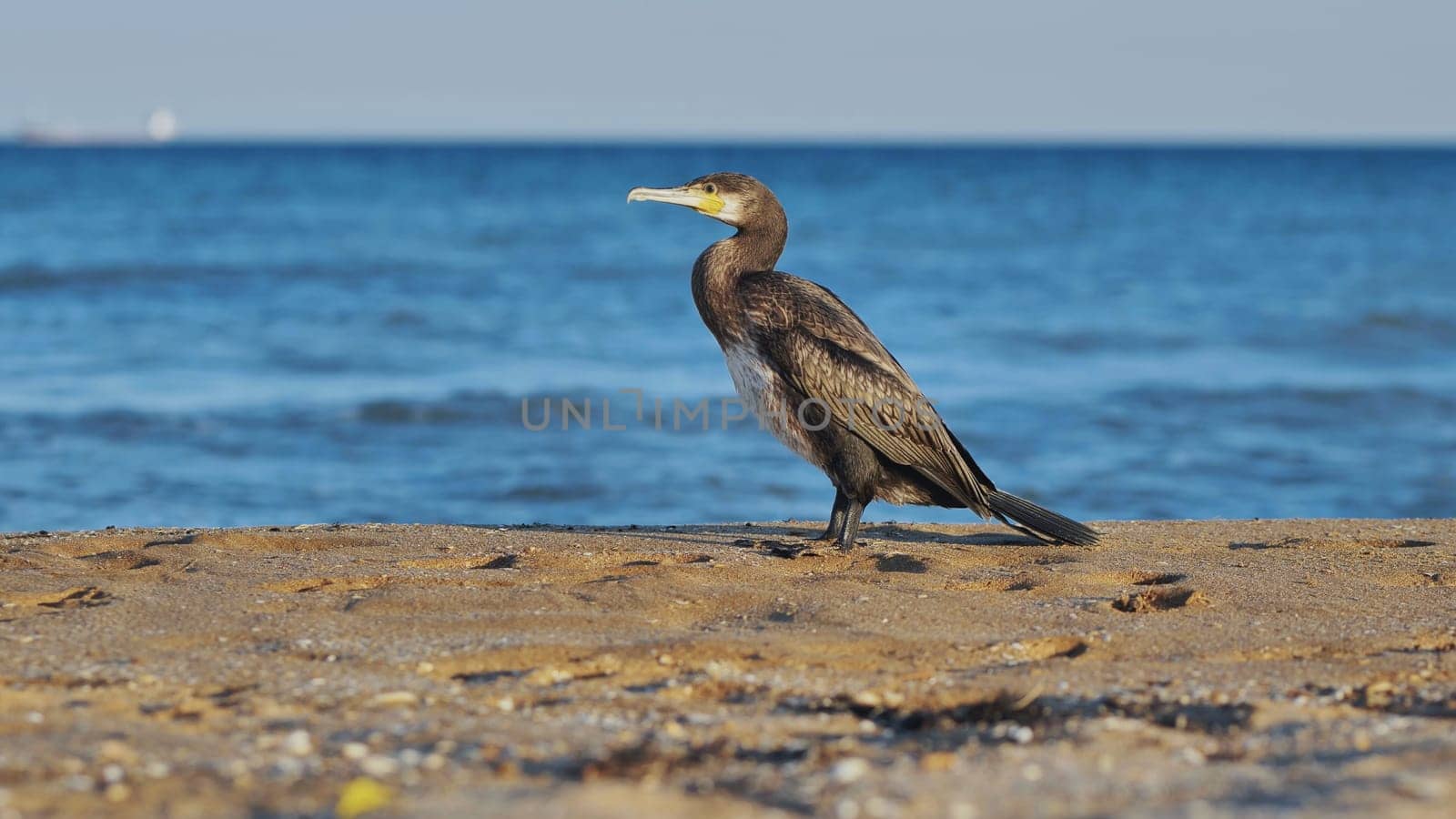 Great cormorant standing on a sandy beach in Crimea, facing the calm blue sea in the background