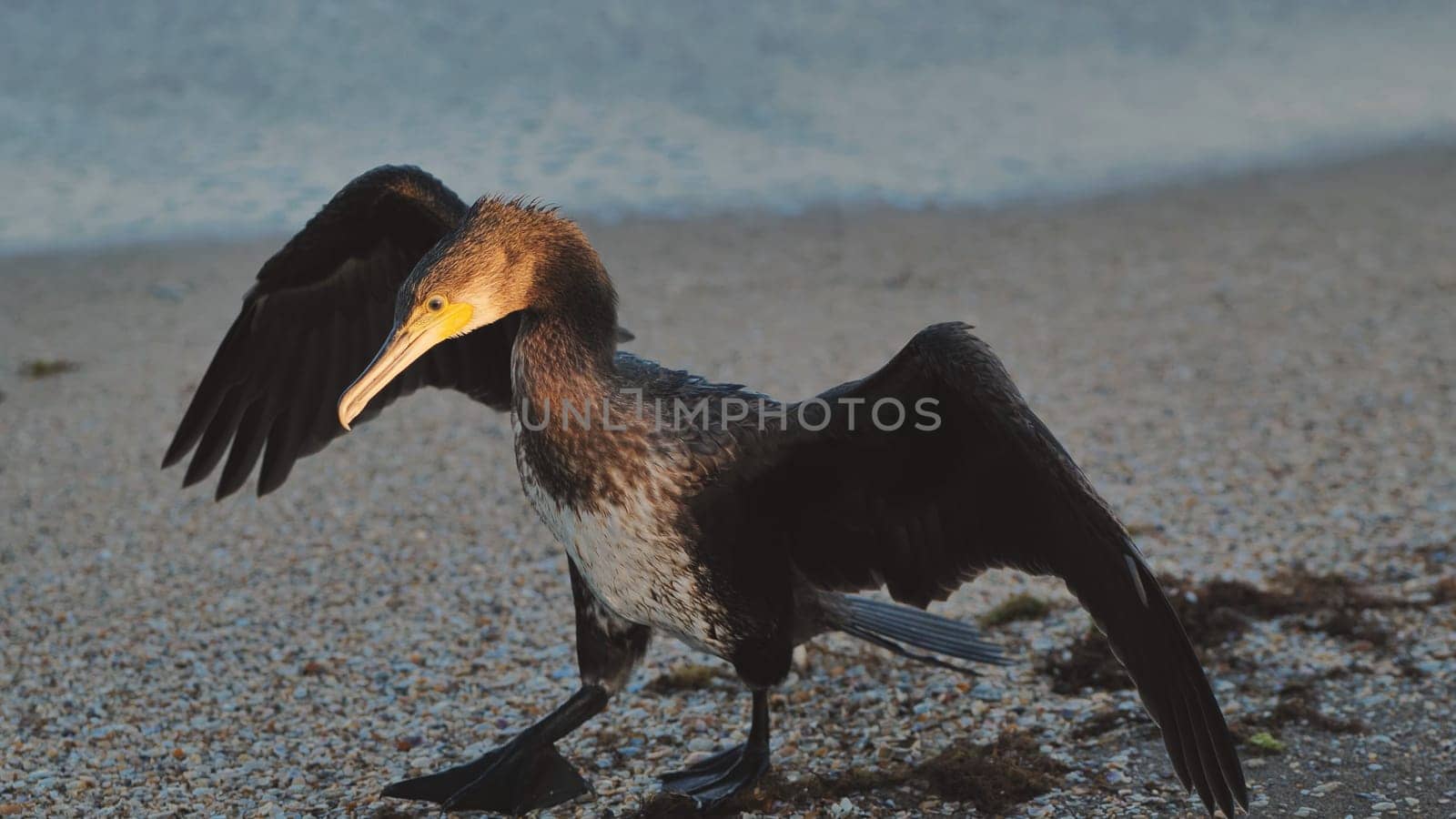 Great cormorant partially opening its wings on a pebble beach in Crimea