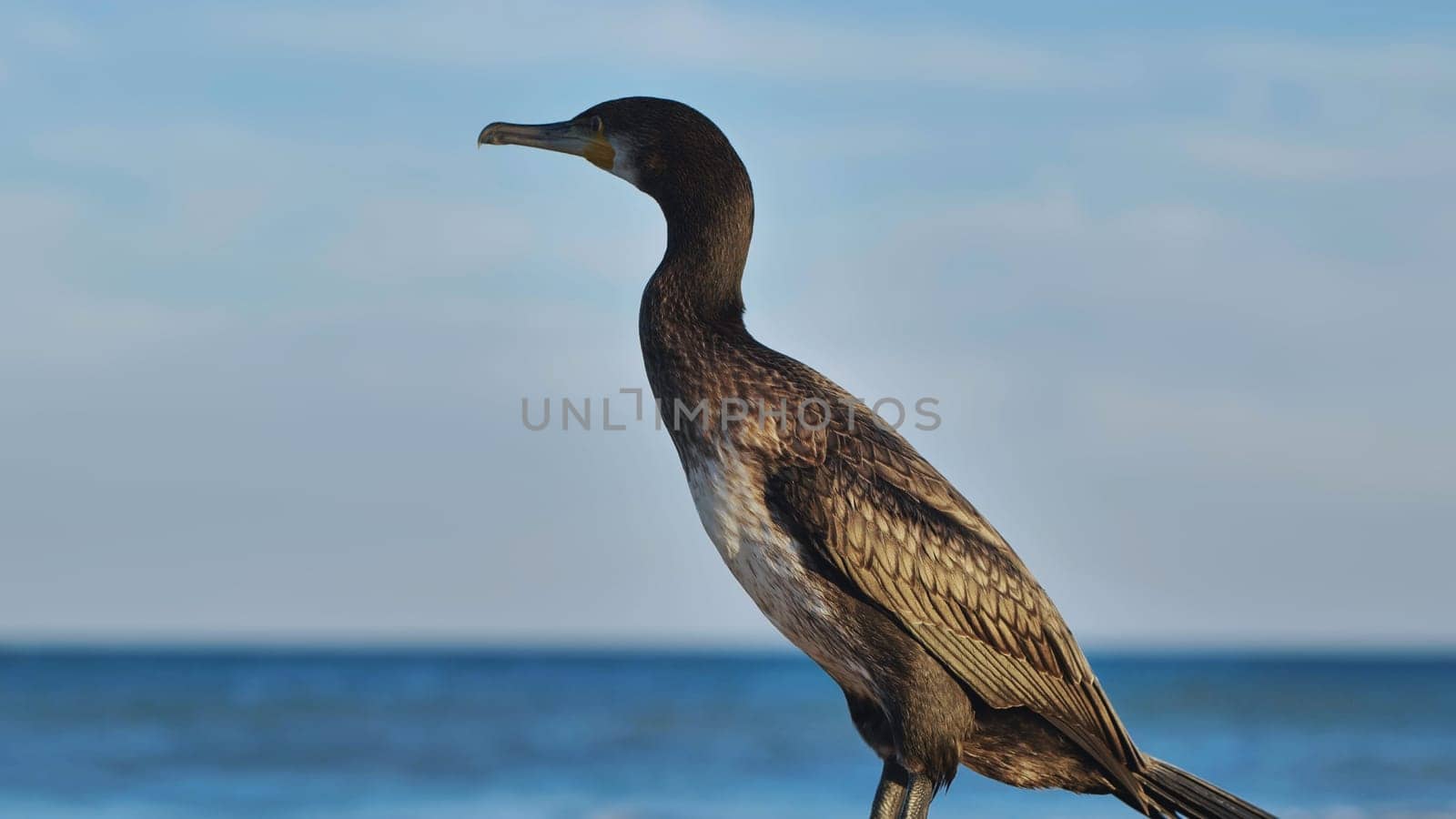 European shag standing on Crimean seashore with blue sea in background