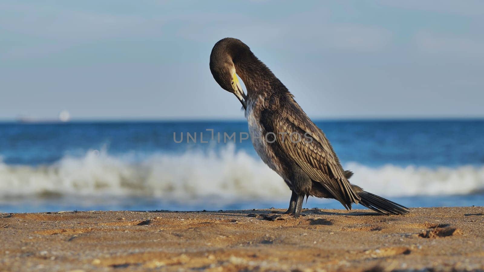Cormorant perching near shoreline, dark waters of black sea washing sandy coast in crimean landscape