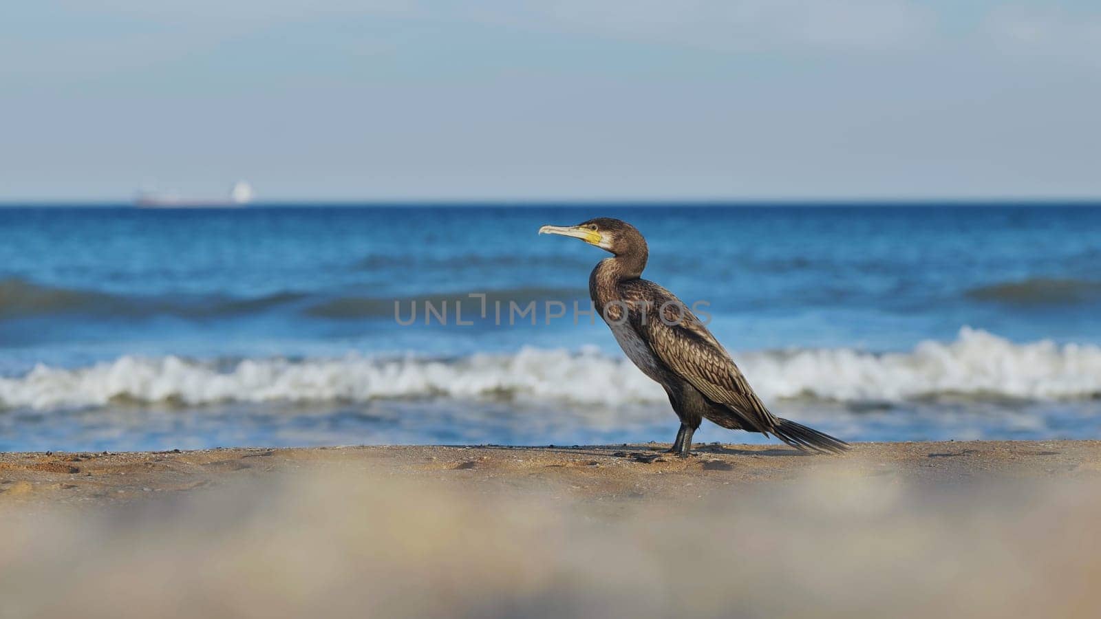 Cormorant standing on a sandy beach in crimea, with waves crashing in the background and a ship sailing on the horizon