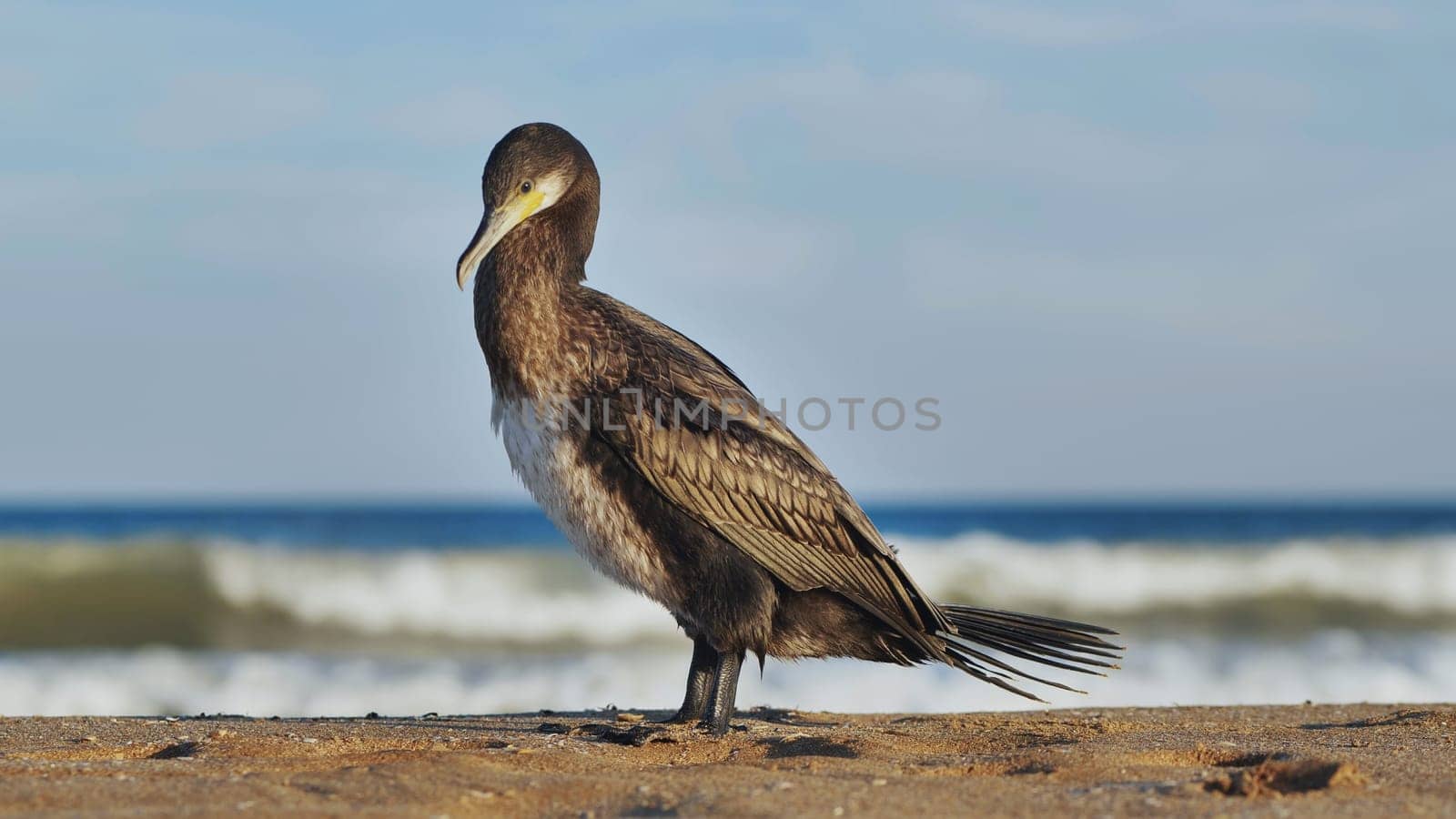 Great cormorant standing on Crimean beach with blue sea and waves in background