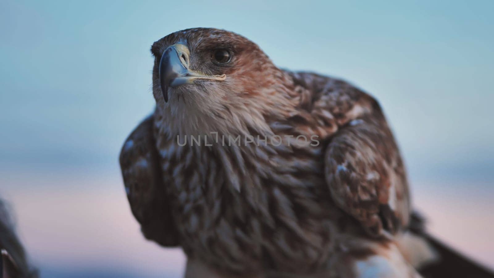 Close-up of an imperial eagle resting on falconer's glove with blurred background at sunset in Crimea