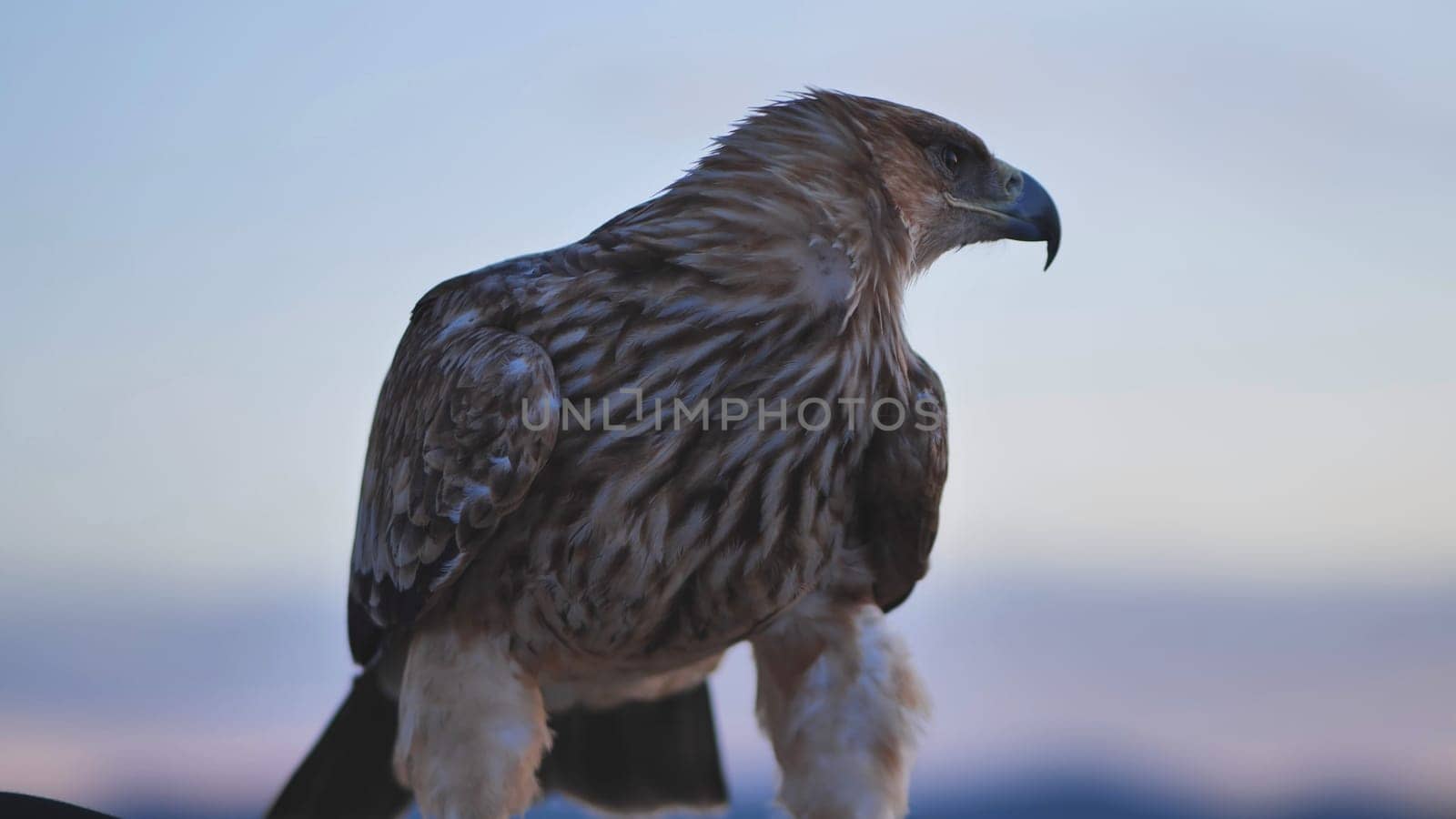 Majestic imperial eagle resting on falconer's glove with blurred crimean landscape in background at sunset
