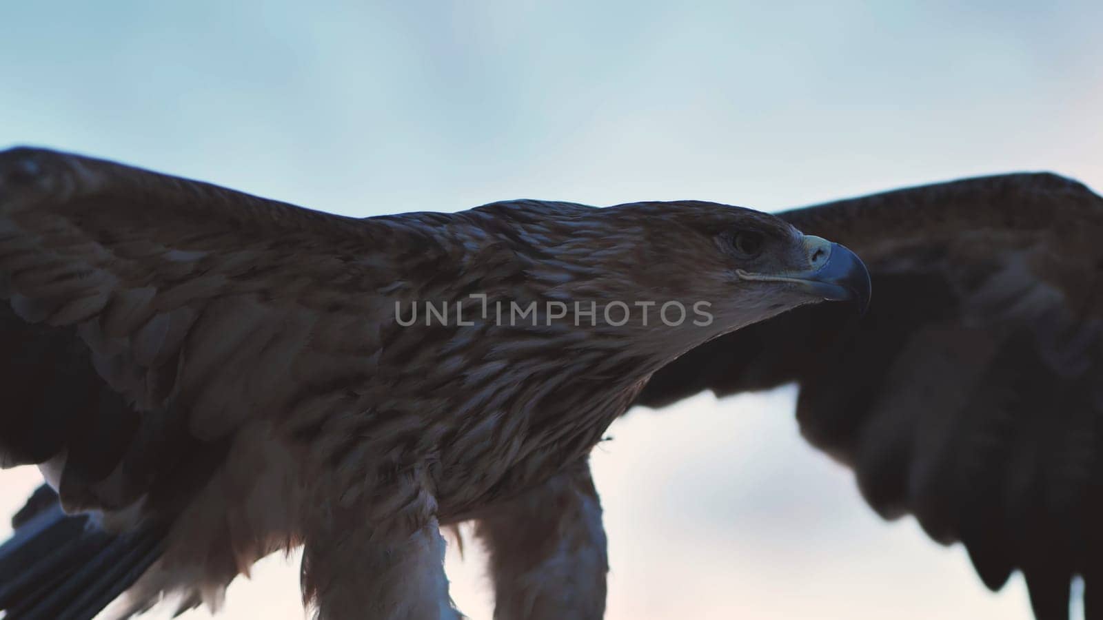 Close-up of an imperial eagle extending its impressive wings, showcasing its power and beauty against the backdrop of the Crimean sky