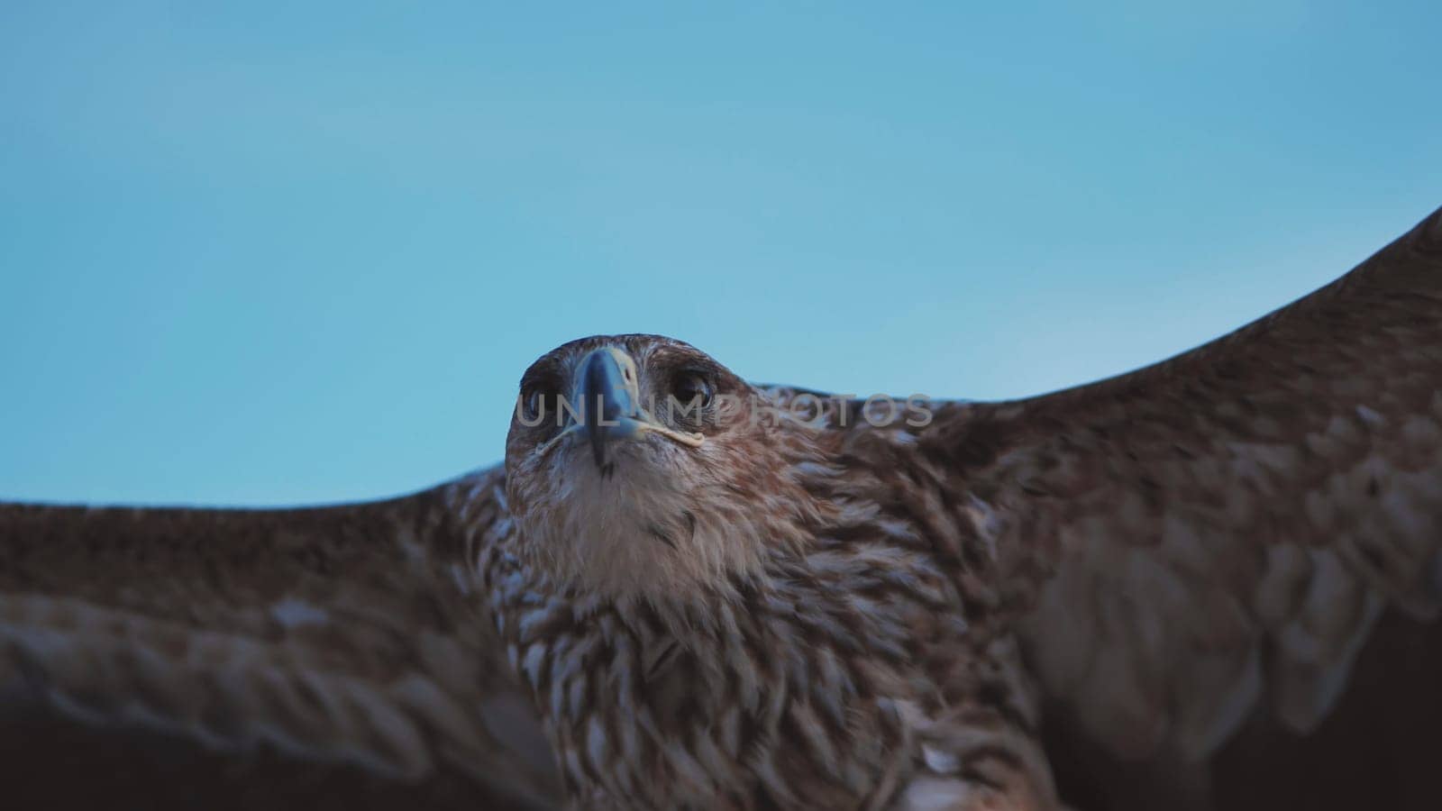 Majestic imperial eagle soaring in the Crimean sky, displaying its impressive wingspan and intricate plumage