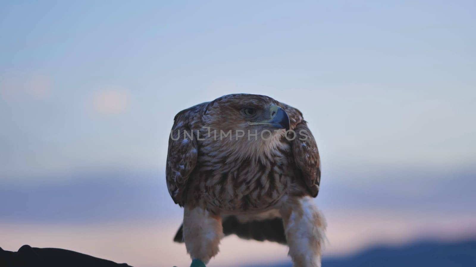 Majestic imperial eagle perched on falconer's glove, against a backdrop of Crimean mountains and twilight sky