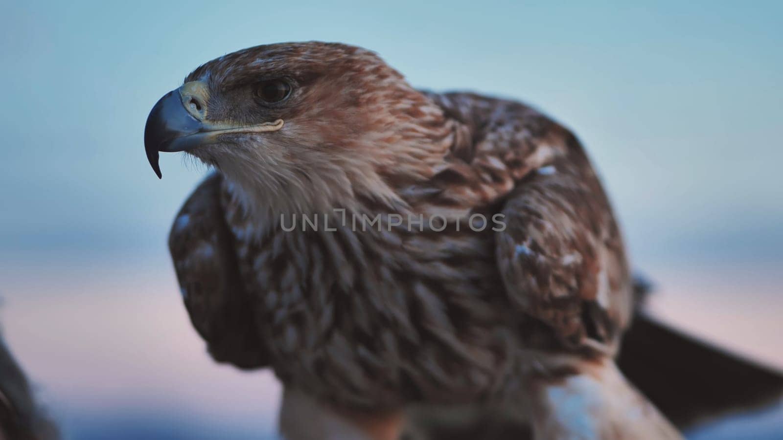 Close-up of an eagle in Crimea, showcasing its intense gaze and detailed plumage against a blurred background