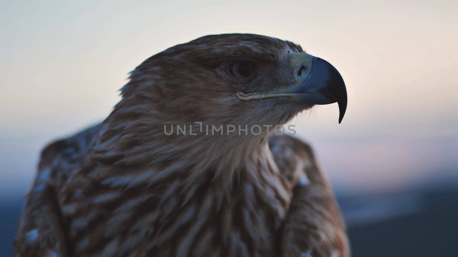 Close-up of an eagle in Crimea, its feathers ruffled in the soft light of the setting sun