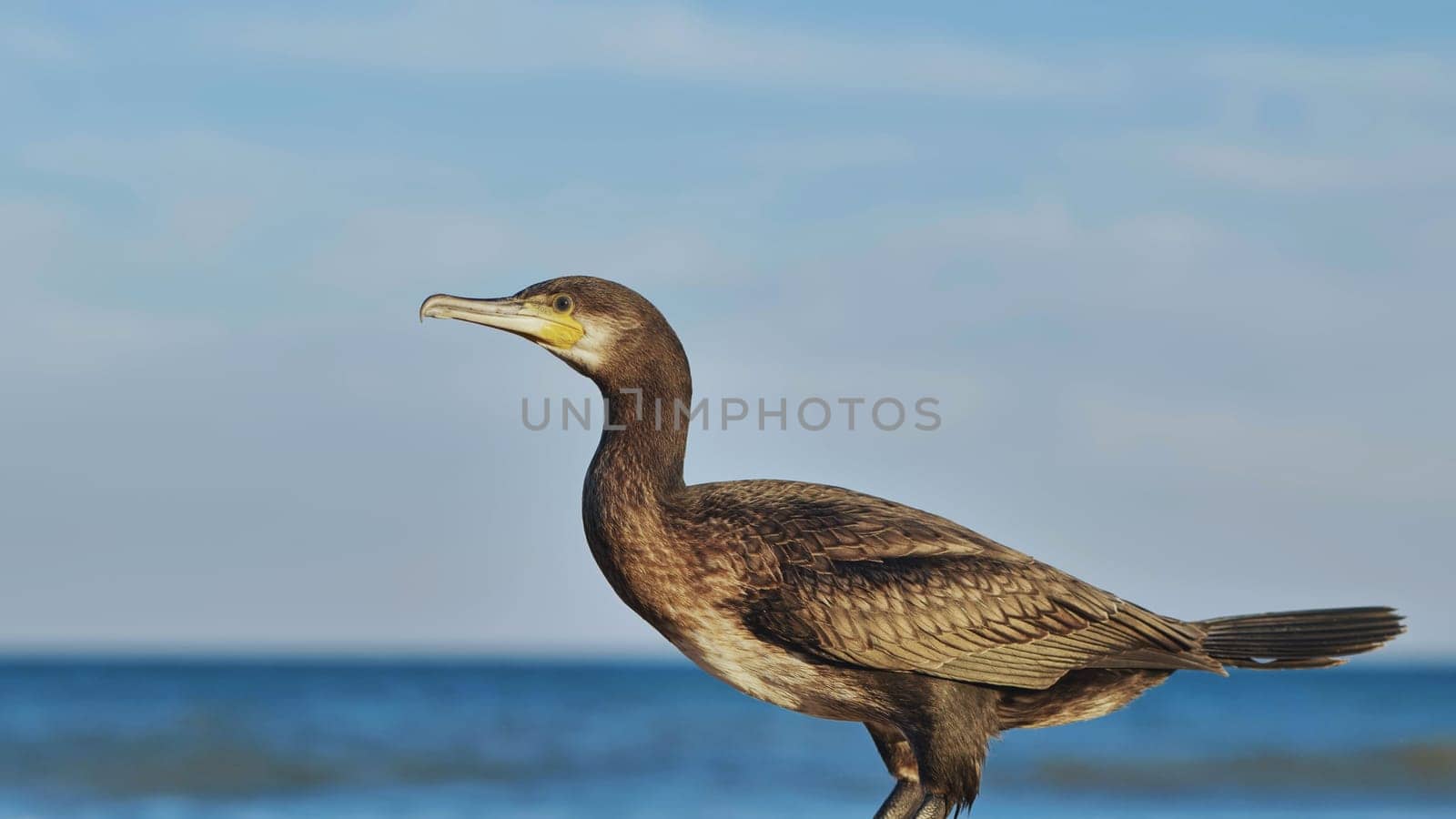 Great cormorant standing on Crimean seashore enjoying sea breeze