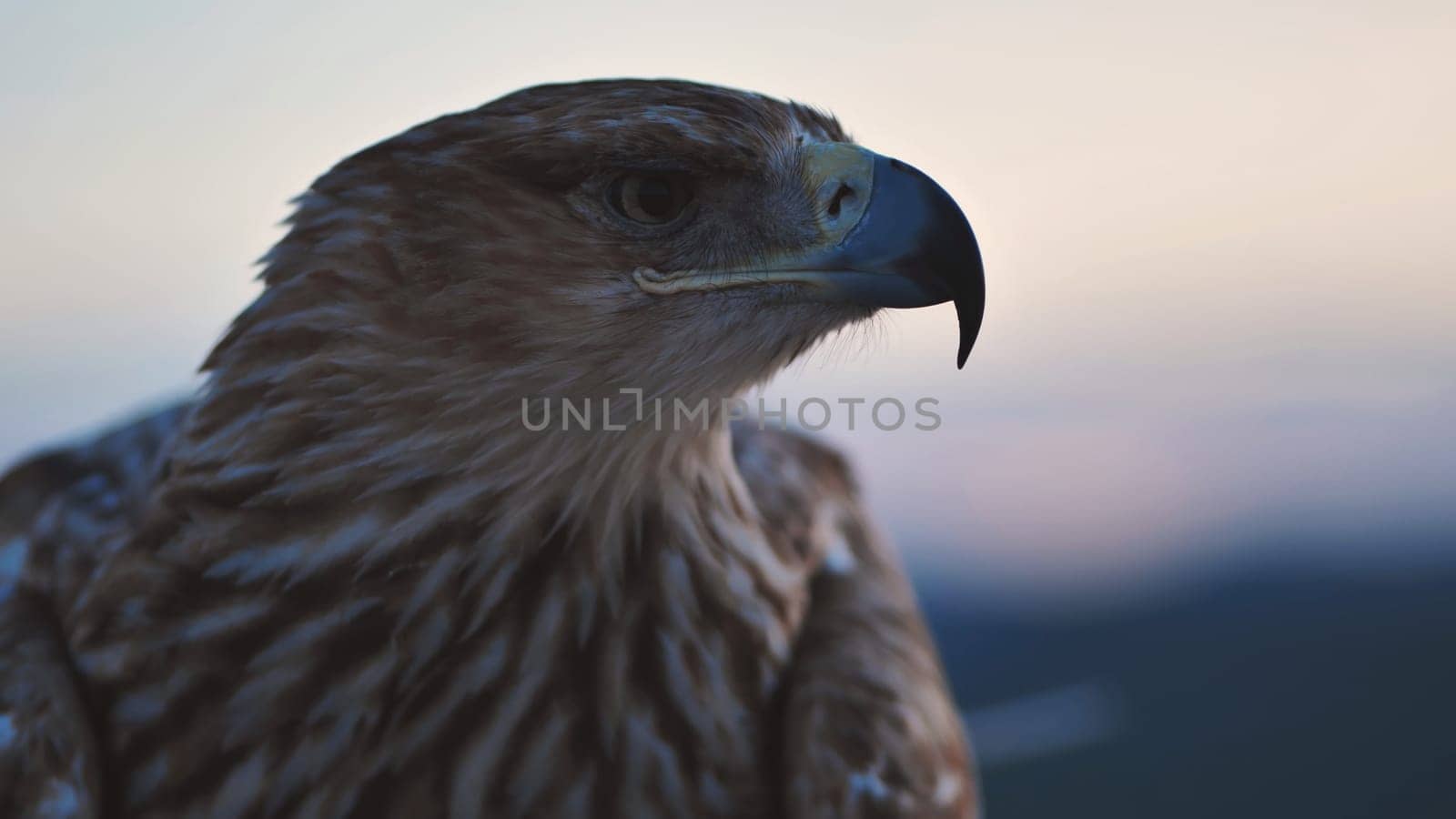 Close-up of an imperial eagle facing right with blurred hills in the background in Crimea