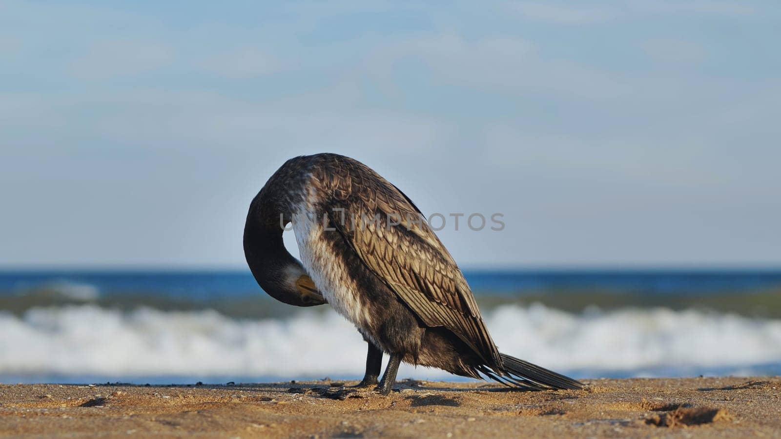 Great cormorant cleaning and arranging its plumage on a Crimean beach with the sea in the background