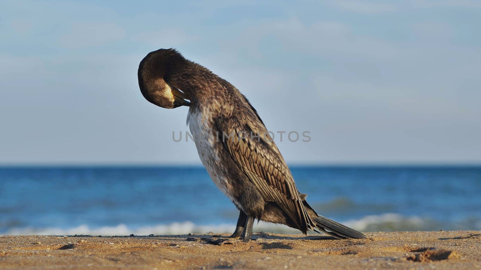 Great cormorant cleaning its feathers on a sandy beach in Crimea with blue sea in the background