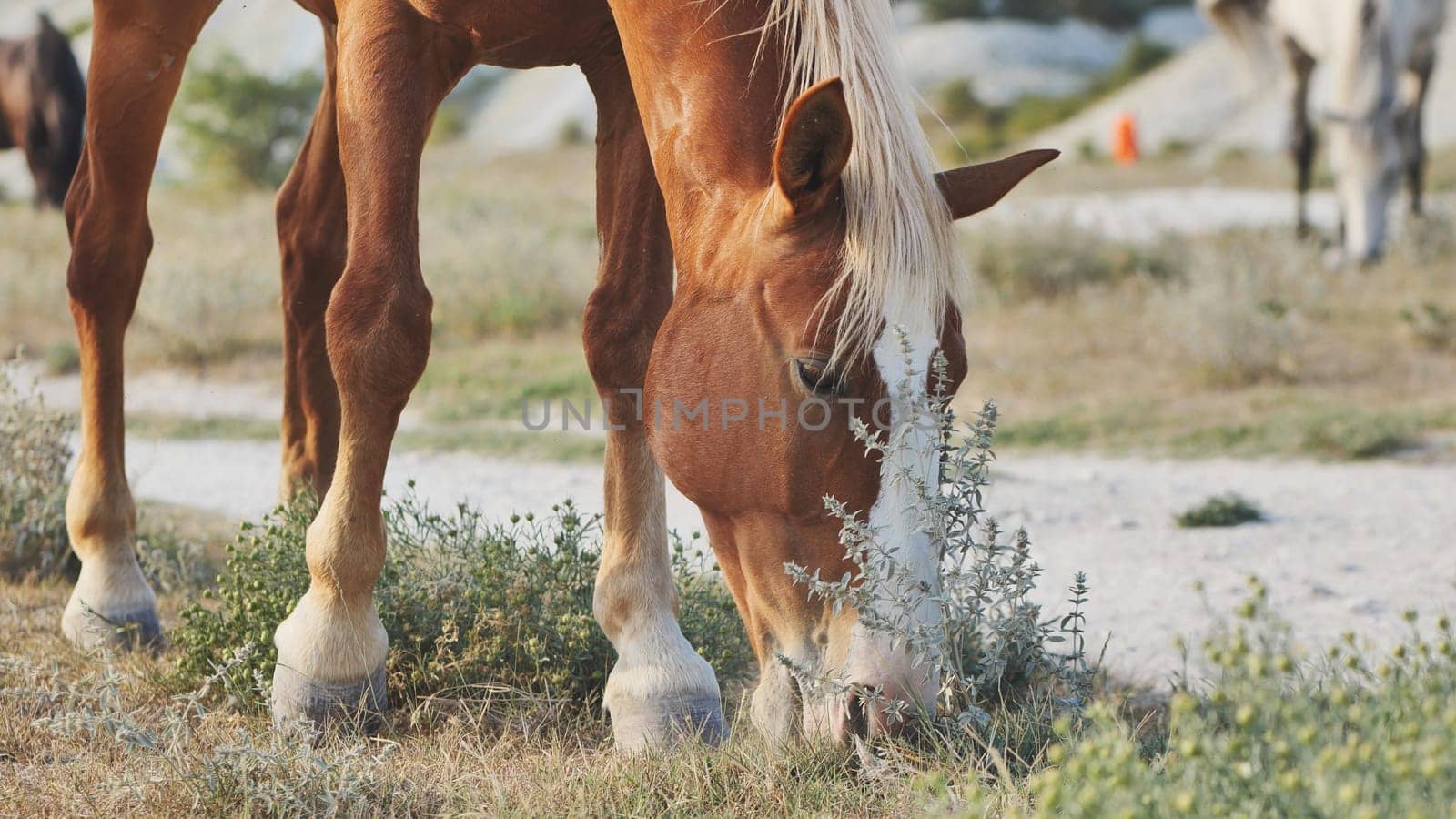 Horse eating grass in the dry landscape of Crimea, near the town of Belogorsk
