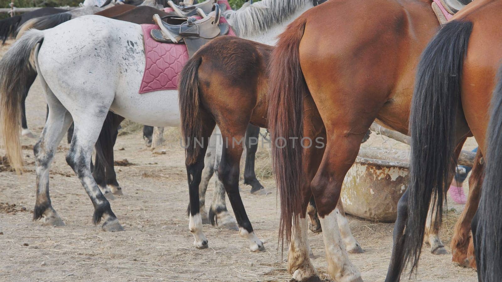 Group of horses with saddles standing near a trough in Crimea