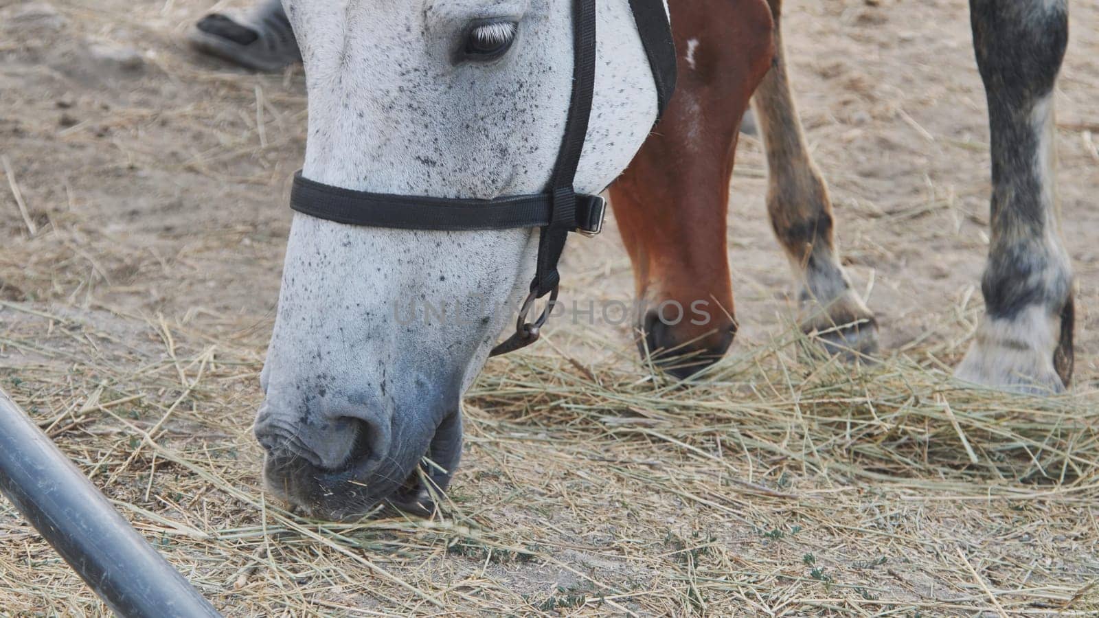 Two horses, one white and one brown, enjoying a meal of hay in a stable, with a groom's feet visible in the background