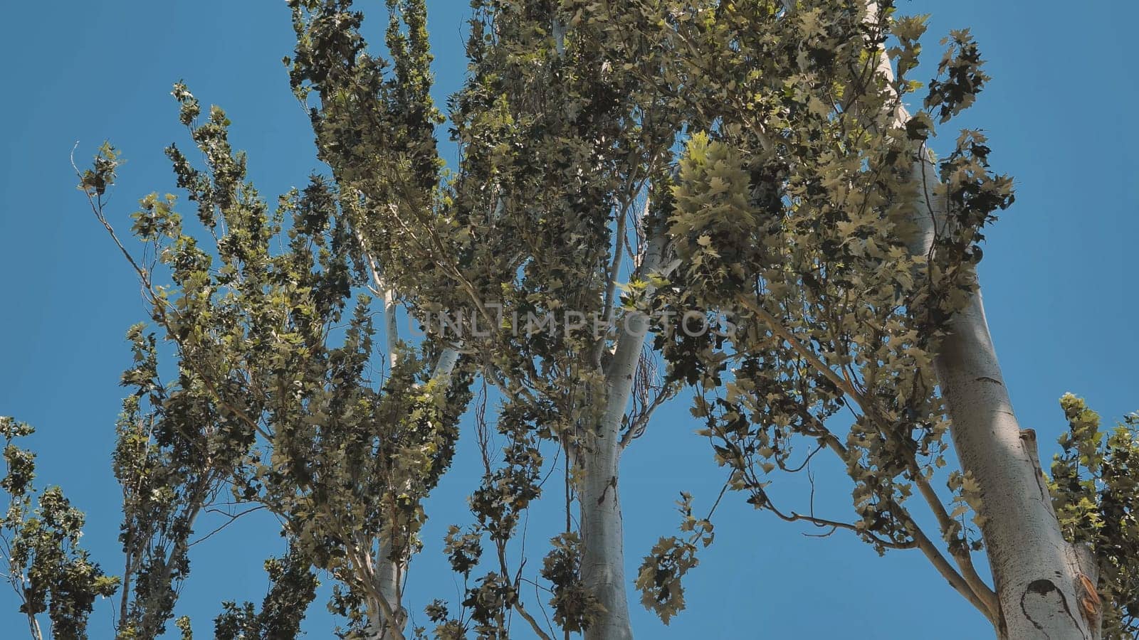 Poplar trees with bright green leaves swaying in the wind against a clear blue sky in Crimea, Russia