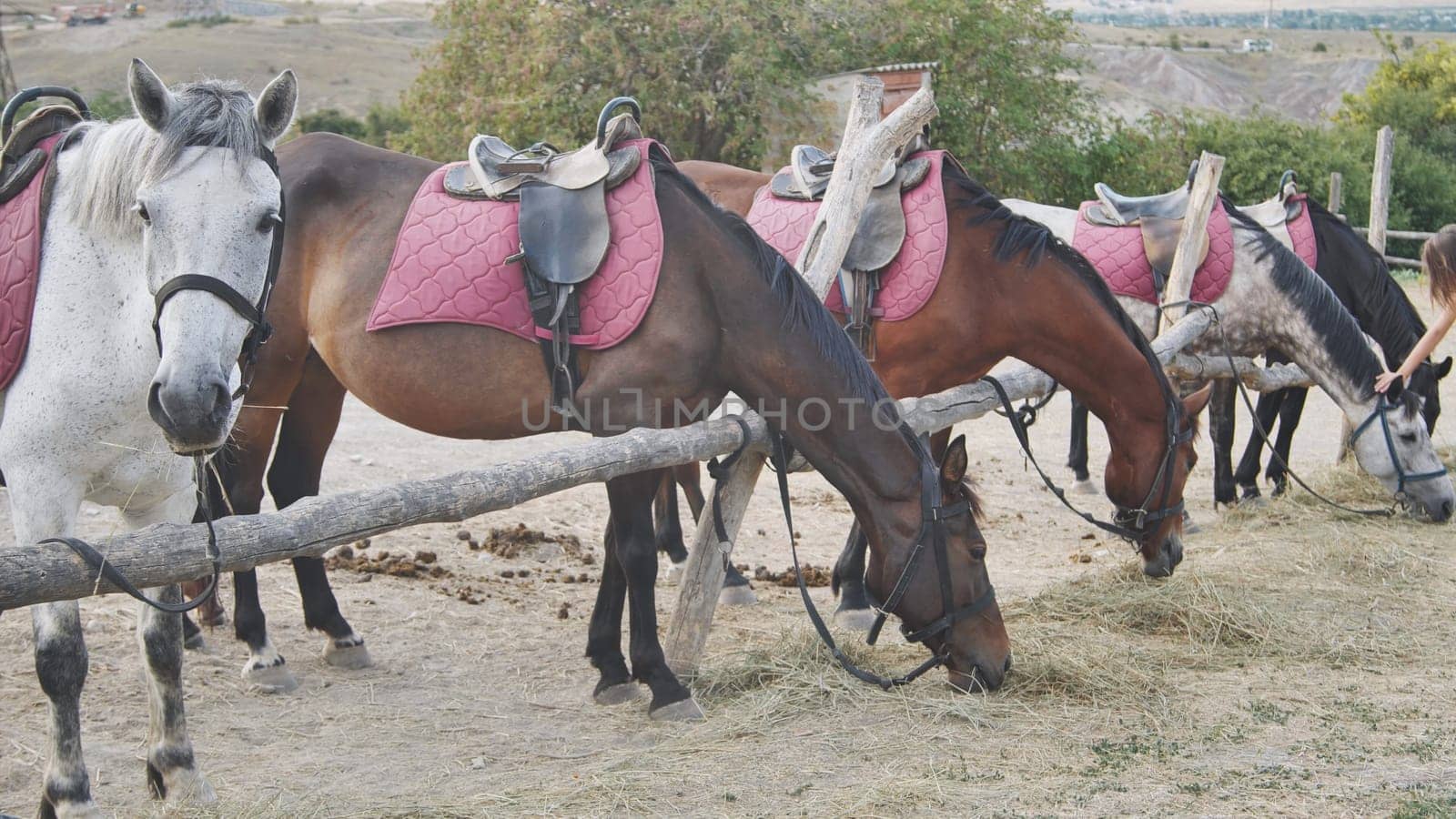 Group of horses wearing saddles and bridles, happily munching on hay in a horse riding school setting, enjoying the summer day