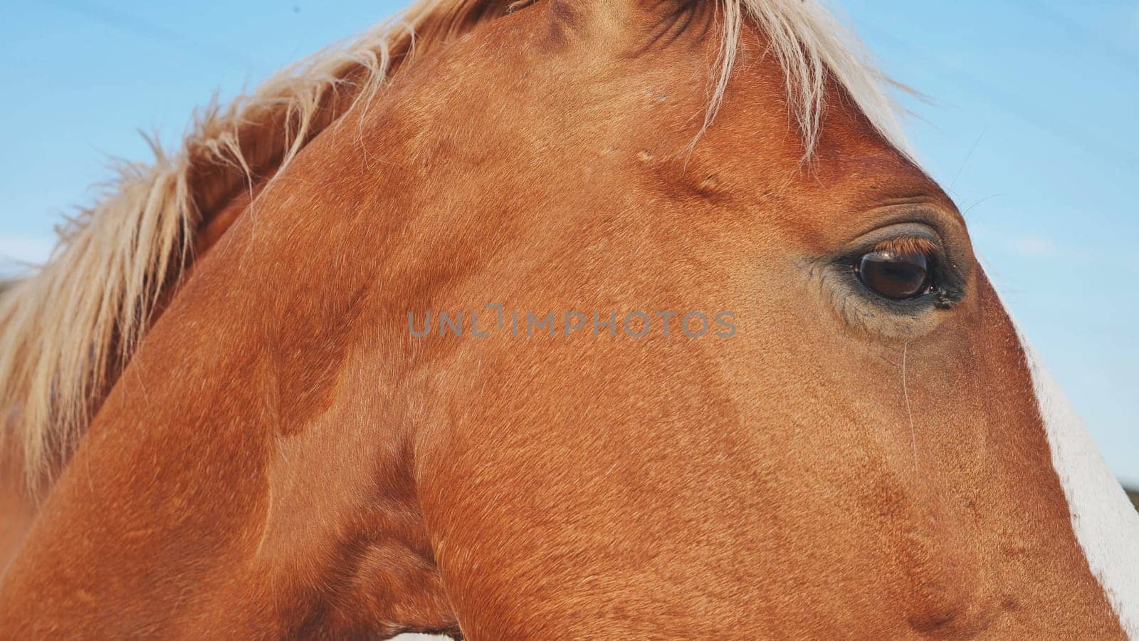 Brown horse showing its coat and eye with blue sky in background in Crimea near Belogorsk