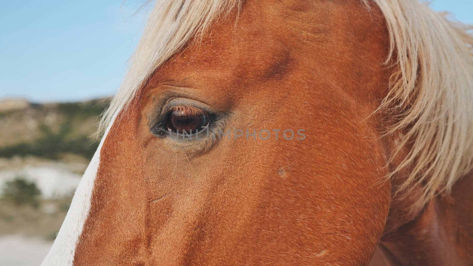 Close-up of a brown horse's eye and mane, with blurred hills in the background near Belogorsk, Crimea