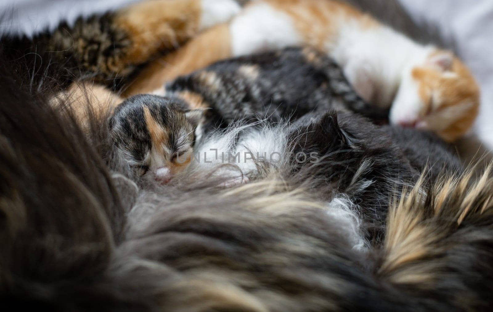 A newborn tricolor kitten is drinking milk from a cat mom lying on a white bed, side view, close-up. Pet lifestyle concept.