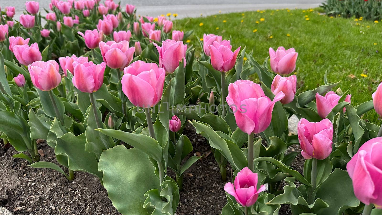 Beautiful Blooming Pink Tulips in a Vibrant Garden Setting. A vivid display of pink tulips flourishing in a garden with lush green grass. The flowers evoke a sense of fresh springtime beauty and blooming nature, enhanced by their vibrant natural colors.