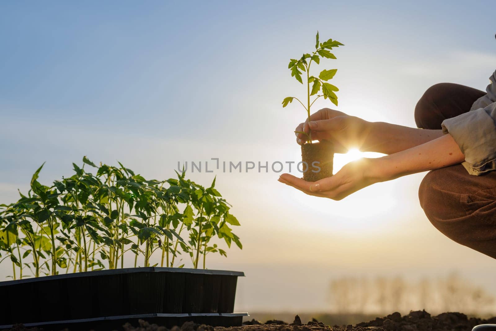 Hands holding a young tomato seedling in sunlight, preparing for eco-friendly planting in fertile garden soil.