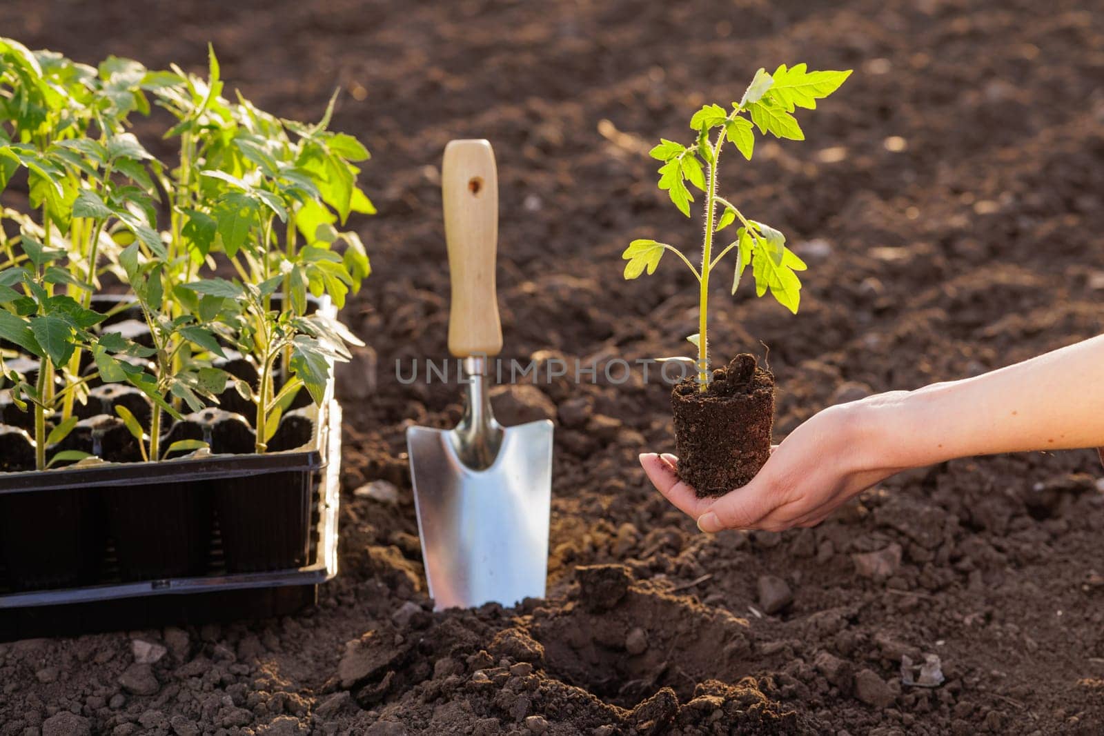 Hand holding tomato seedling over soil with garden tools, ready for planting in vegetable garden at springtime.