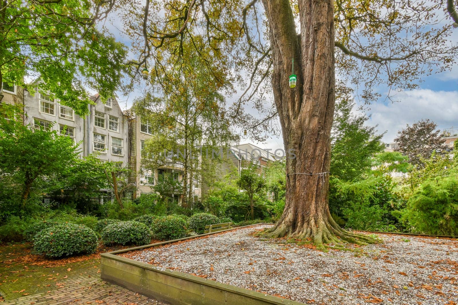 a tree in the middle of a residential area with lots of leaves on the ground and some buildings behind it