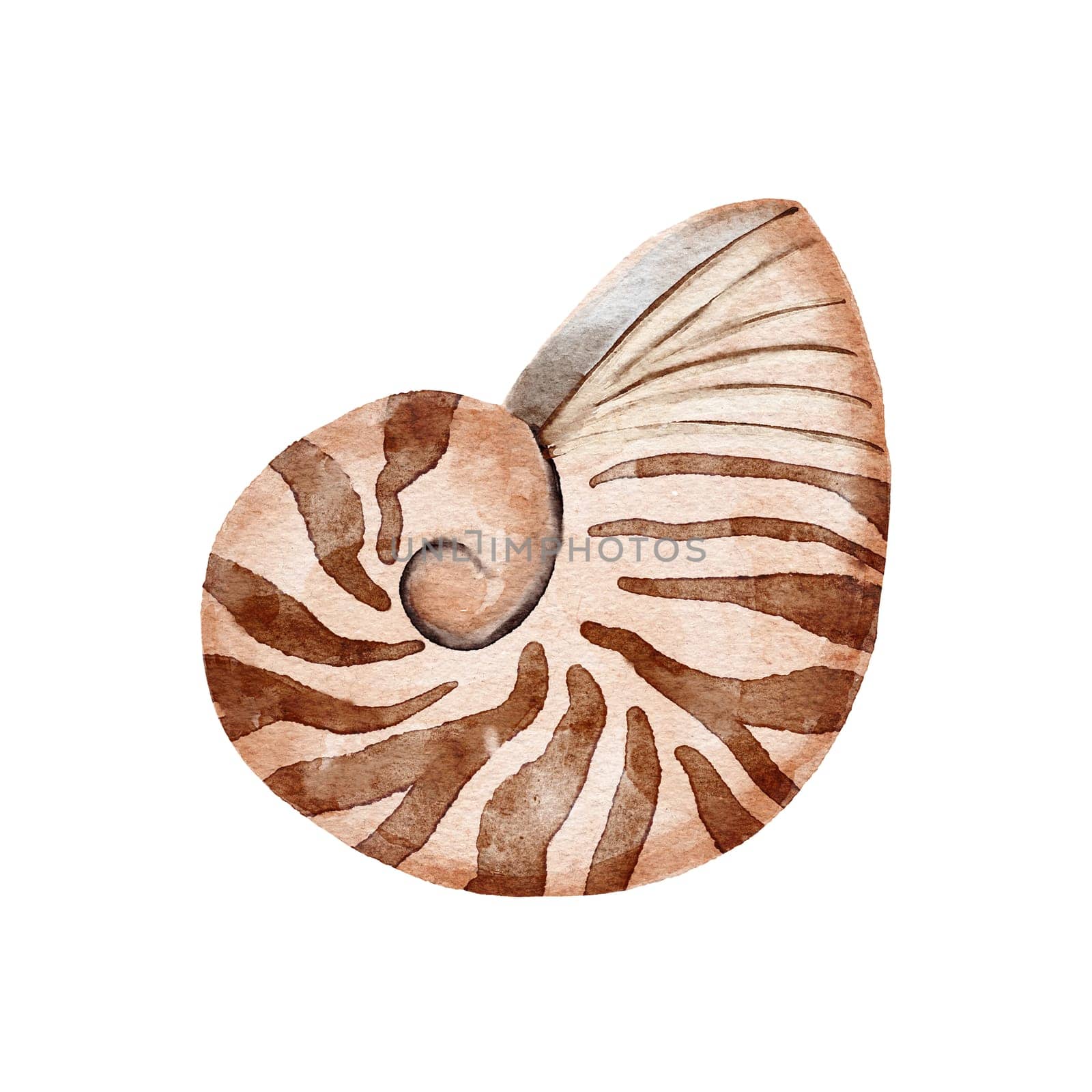 Hand drawn watercolor illustration of nautulus cephalopod family Nautilidae. beige brown shell fossil sea ocean design, marine nautical aquatic mollusc natural print scientific art