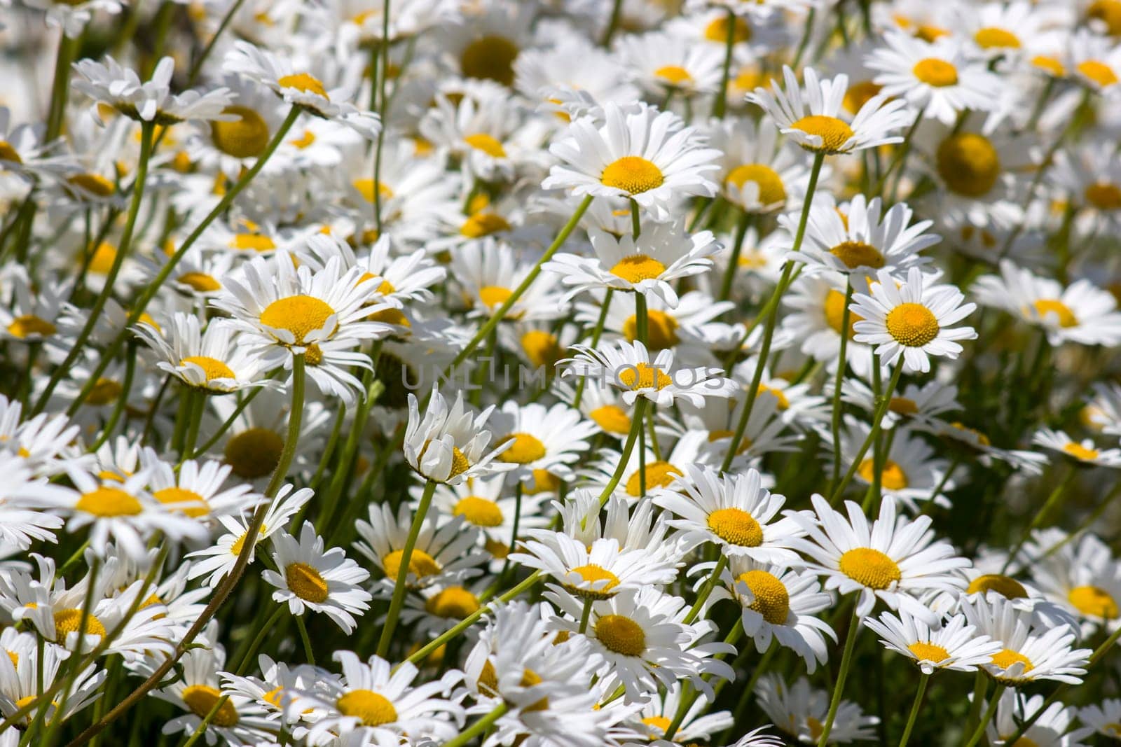 Ox-eye Daisy (Leucanthemum vulgare) in garden - close up
