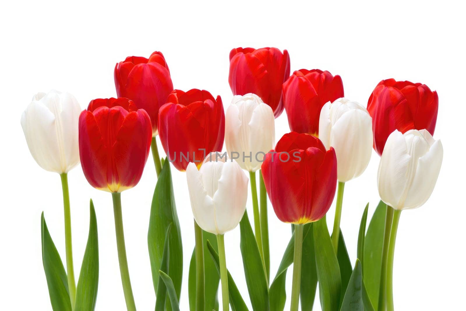 A collection of vibrant red and white tulips stands tall with green stems, showcasing the beauty of spring. The flowers are meticulously arranged, creating a cheerful and fresh atmosphere.