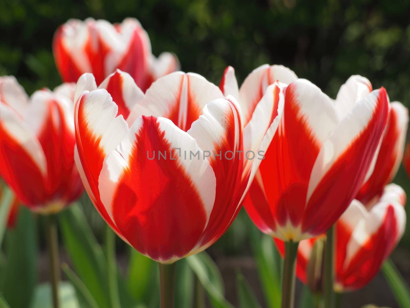 Bright red and white tulips stand tall in a lush garden, basking in sunlight. Their vibrant colors contrast beautifully with the green leaves, creating a picturesque spring atmosphere.